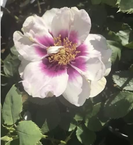 Bush Rose Eyes for You - Floribunda Bush Rose Plant- Purple,Pink & White Colour- Fragrant