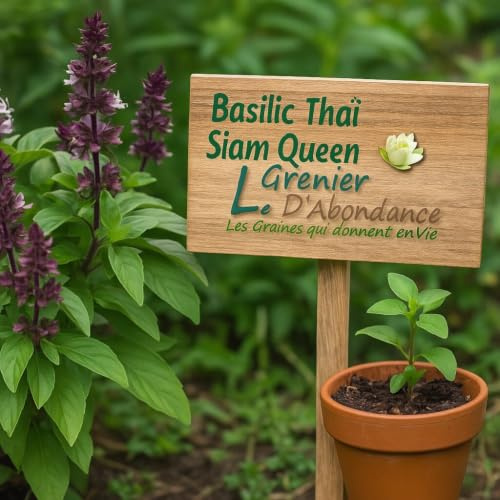 100 graines à semer - Le Grenier d'Abondance - Basilic Thaï Siam Queen - Ocimum basilicum