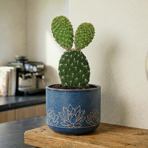 GardenersDream Opuntia Pylana Kaktus im Topf – Robuste Zimmerpflanze mit Gelben Blüten – Luftreinigende Zimmerpflanze für Fensterbänke, Schreibtische & Regale