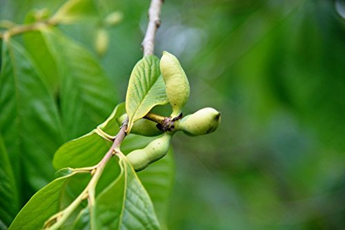 Indianerbanane Asimina triloba Containerware 60-80 cm