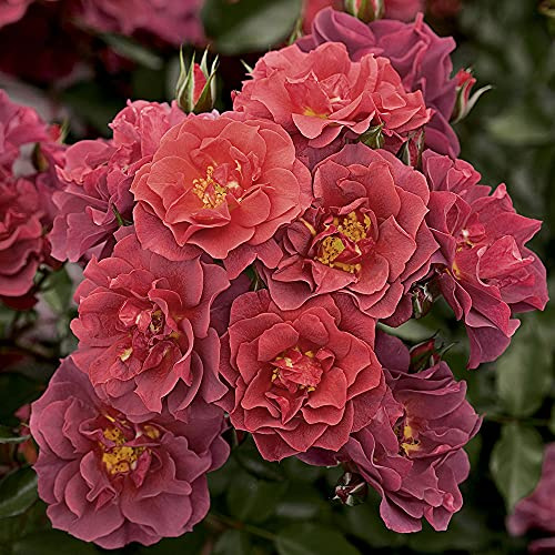 Heirloom Floribunda Roses, Live Own Root Plant for Outdoor Garden, Cinco de Mayo, Lightly Fragrant, Hardiness Zones: 5-10, Continual Blooming