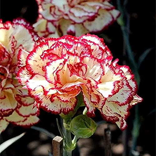 100 Pezzi Semi Di Garofano Fragranti Bellissimi Fiori Recisi Facili Da Piantare Semi Resistenti Di Dianthus Caryophyllus Per La Casa Giardino Piantare Squisita Decorazione