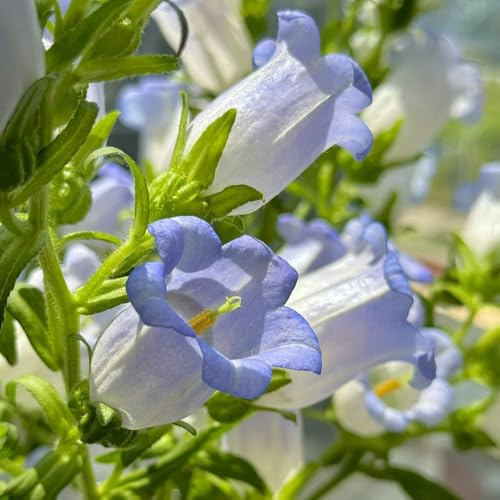 semi di campanula, rampicanti resistenti, biologici di campanula, rustiche per giardino, resistenti rare, decorazione del soggiorno 500pcs