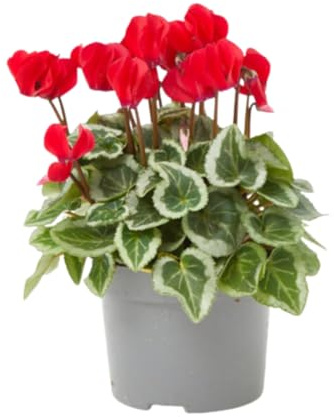 Verdecora Cyclamen maceta Ø13cm | Cyclamen persicum | Violeta de los Alpes | Planta de Floración Invernal y Follaje Decorativo | Ideal para Interiores Luminosos, Terrazas y Jardines