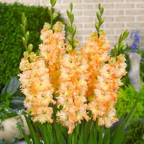 Gladiolo, floración temprana | Espigas altas, perenne, resistente al frío, fácil cultivo, ideal para jardines y flores cortadas.