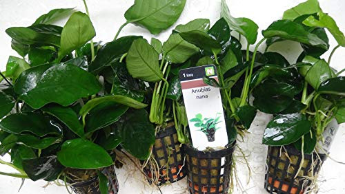 ANUBIAS NANA - Live aquarium plant