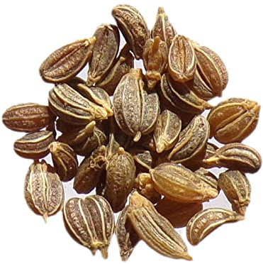 Persil Tubéreux Bio - 0,50 grammes - Petrosilenum Crispum Var. Tuberosum - Parsley - SEM02