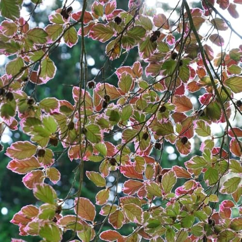 Rotbuche herbstpflanzen winterhart balkonpflanzen winterhart mehrjährig gartenpflanze bonsaibaum Fagus Sylvatica kletterpflanze pflanztopf dachbegrünung blumengarten 200samen
