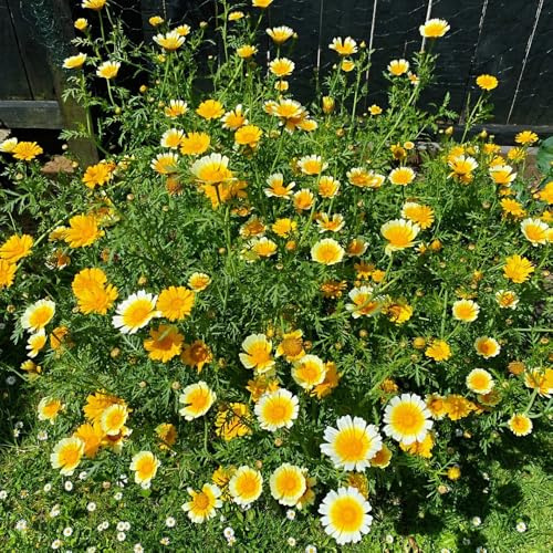 Semi di crisantemo Coronarium, giardino crisantemo commestibili, biologici resistenti per il giardino, 450pcs