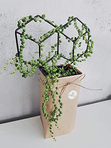 LEAFLO Heart Rankhilfe für Zimmerpflanzen in Herzform 30 cm, Metall - Pflanzenstütze - Rankgitter - Blumengitter, Innenraum Dekoration, für Pflanzenliebhaber