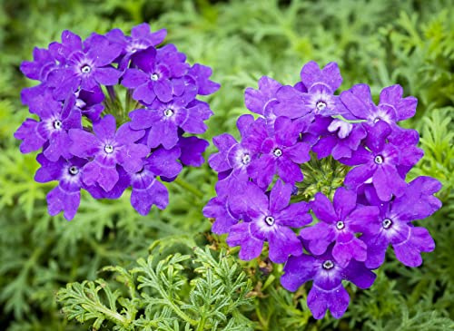 250 Graines de Verveine (Verbena Officinalis)