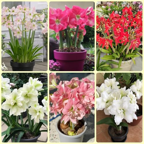 Bulbo di Amaryllis, Hippeastrum rutilum, da balcone resistenti Bulbo di Amaryllis per giardino, bulbi a primaverile da giardino perenni autunnali 3pcs