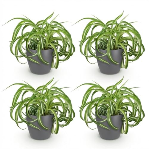 Green boutiQ - Plante d'intérieur - Chlorophytum comosum Bonnie - Lys de la paix ondulé - Plante amie des animaux - Vert - 4 Plantes - avec Pot Gris - Pot de 12 cm - Hauteur 20 cm