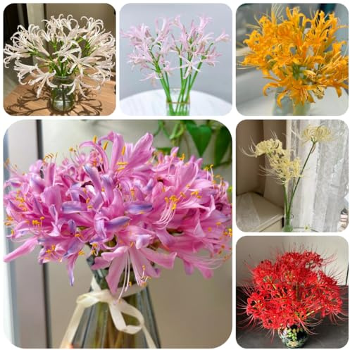 lycoris radiata - gigli ragno da giardino da interno giglio ragno, giglio di sangue decorazioni giardino per esterni Coltivare sul selvatici 4bulbi