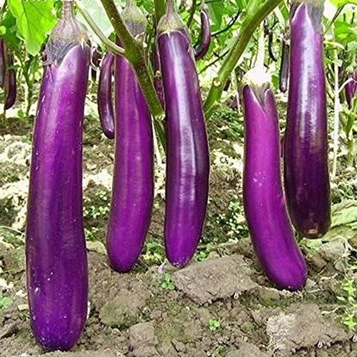 1 sac de graines de fleurs et de fruits pour aubergine - Mini graines naturelles de légumes frais pour balcon - Violet