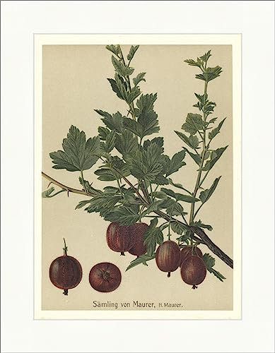 Biller Antik Planta de semillero de albañil Heinrich Grosella Reina de Queens Faks_Frutas 21