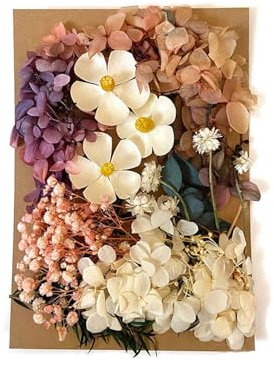 Tewzafiya Echte getrocknete gepresste Blattblumen | Natürliche gepresste
