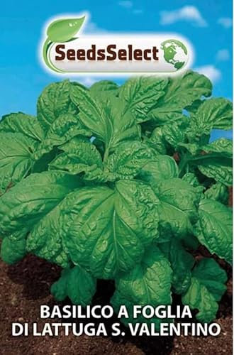 SEMI SEMENTI DI BASILICO A FOGLIA DI LATTUGA S. VALENTINO