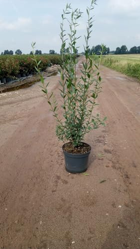 30st. Liguster ovalifolium 150-175cm im 7,5L Topf Ligustrum Ovalifolium Heckenpflanzen Gartenpflanze