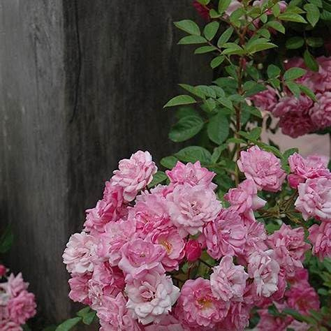 Peggy Martin Rose Shrub – Thornless Climbing Rose, Fragrant Pink Blooms, Vigorous & Cold Hardy – Live Plant (3 Gallon Plant)