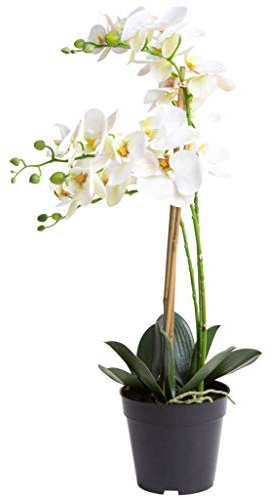Nova-Nature künstliche Orchidee Bora (Orchideen Pflanze/Phalaenopsis) im schwarzen Kunststofftopf mit Rispen, Blättern und Luftwurzeln real Touch (Creme-weiß, ca. 60 cm / 3 Rispen)