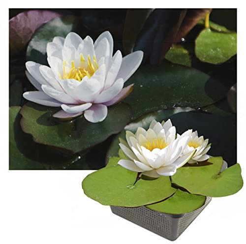 Echte Seerosen Winterhart im bunten Mix Teich Pflanzen, Aquarium Pflanzen Teichpflanzen im Pflanzkorb Wasserpflanzen Seerose Nymphaeae Anzuchtset Teichpflanzen winterhart (1 Seerose weiß)