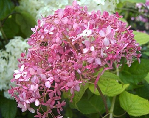 Ballhortensie Pink Annabelle - Hydrangea arborescens - 40-60cm
