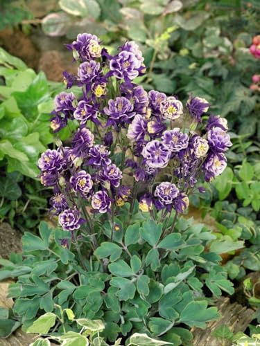 Aquilegia vulgaris 'Winky Blau-Weiß' 9x9 cm Topf – Winterhart, Mehrjährig, Pflegeleicht – Akelei – Staude für Beet & Garten