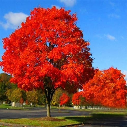 10pieces Red Oak Tree Seeds