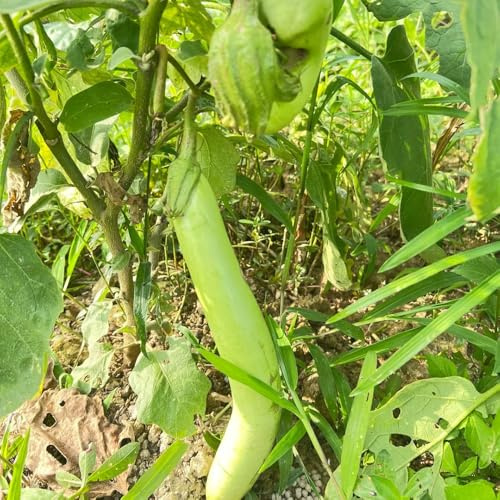 auberginen, seltene aubergine wintergemüse winterharte garten bio wintergemüse kaufen 125samen