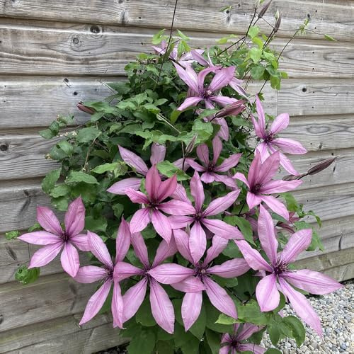 AMDGarden Pianta di Clematide Clematis Princess Arabelle Rampicante in Vaso 18 cm Fiori Rosa Violacei