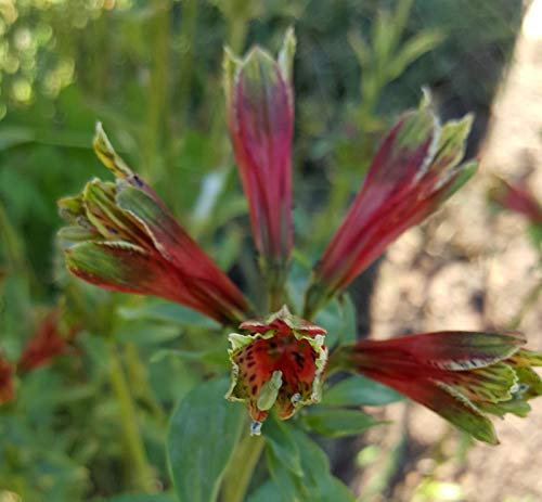 Portal Cool 15 Semi X Alstroemeria psittacina * Pappagallo giglio peruviano
