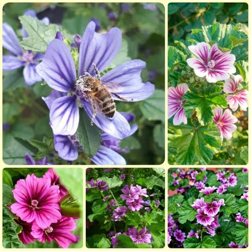Semi di malva, semi di varietà antiche Semi di Malva Selvatica, Malva Sylvestris, regali sostenibili semi perenni regali del giardino da balcone 600pcs