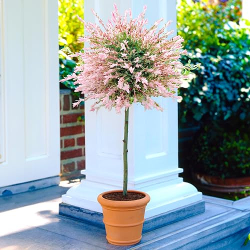Gardener's Dream Salix Integra 'Hakuro Nishiki' Baum - Japanische Harlekinweide für Balkon, Garten & Terrasse, Winterhart, 2 x Hochstamm Bäumchen (60 cm), Winterharte Pflanzen für Garten
