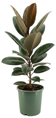 Planta Natural DECOALIVE Ficus Elastica Robusta Árbol Del Caucho Maceta 17 cm Altura 55 cm Ficus Verde Para Decoración Interior
