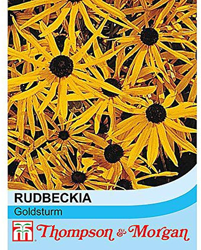 Rudbeckia Goldsturm Hardy Perennial Seeds 1 Packet (100 Seeds) by Thompson and Morgan