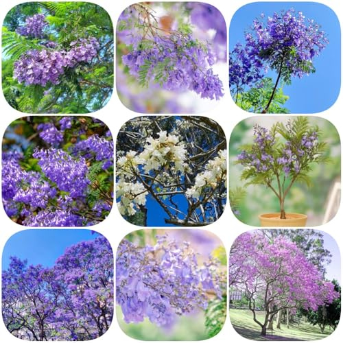 Jacaranda, grünpflanzen balkonpflanzen alte sorten kaufen bio immergrüne winterhart garten topfpflanzen 50Samen
