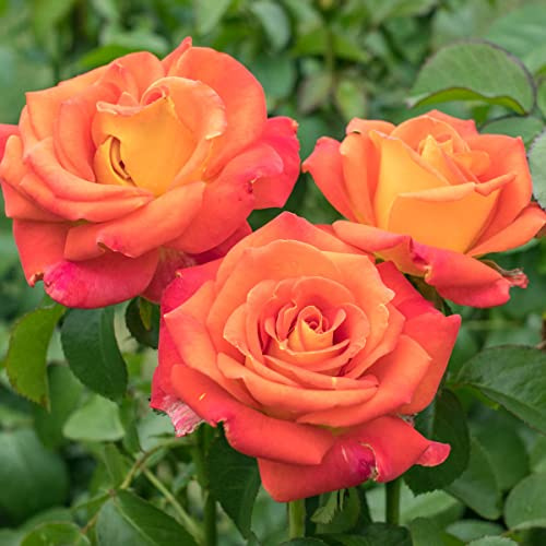 BRECK'S - Burst of Joy Dormant Bare Root Floribunda Rose, Includes one Plant per Order
