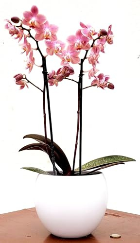 POWERS TO FLOWERS - PHALAENOPSIS PROFUMATA IN VASO CERAMICA BIANCO, MADAGASCAR, VASO 13CM DIAMETRO, Pianta vera