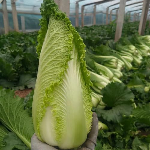 Semi di Pak Choi, Semi di cavolo cinese biologici, semi di vecchie varietà giardino sul balcone 200pcs