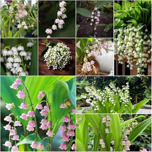 bulbos de lirio de los valles Decoración balcones: resistentes al invierno para prado exóticas Jardín interior, jardín rocas, resistentes 8pcs