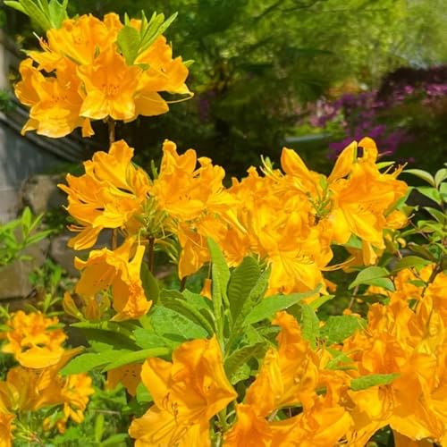semi di rododendro - azalea - arbusti, decorazione del soggiorno di azalee resistenti, antiche varietà, 300pcs
