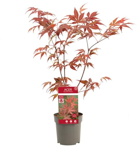 Arce Japonés Mini Natural - Tamaño Pequeño - Maceta 10cm