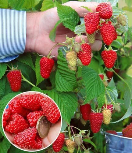 BALDUR-Garten 2x Riesenhimbeere Primeberry® Autumn Happy®, Pflanzen im 2-Liter Containertopf, Rubus idaeus, winterhart & pflegeleicht, sehr ertragreich, dornenlose Spitzenzüchtung, große Früchte