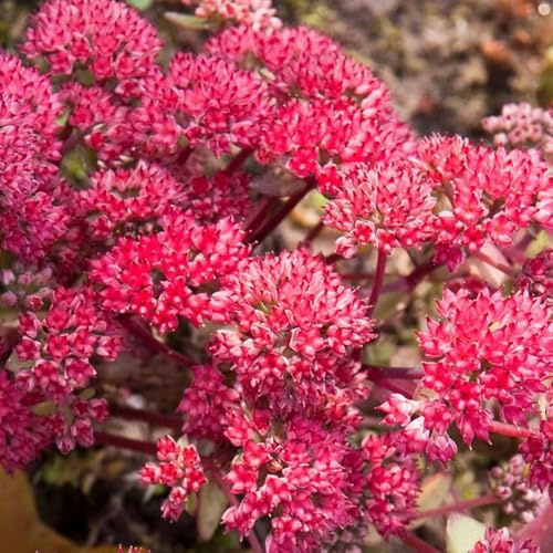 Semillas de sedum, semillas de mariposas suculentas semillas de prados de Decoración de jardín 180pcs