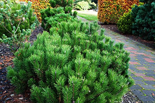 Zwerg-Kiefer Pinus mugo pumilio Containerware 40-50 cm hoch,
