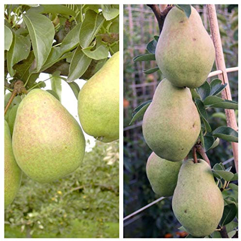 Duo Birnenbaum Köstliche von Charneux und Williams Christ