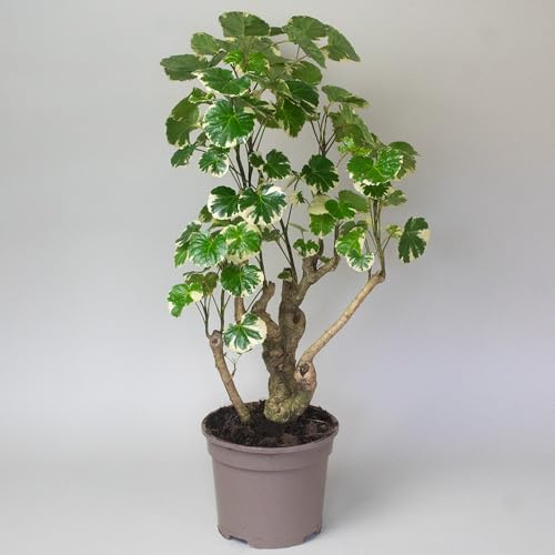 Polyscias House Plants – Elegant Indoor Greenery for Home & Bedroom Decor – Alternative to Artificial & Fake Plants – Perfect for Plant Pots & Office Spaces (Polyscias Balfouriana)