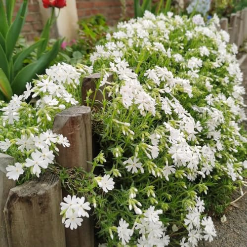 Semillas de Phlox de alfombra, semillas de flox subulata, para exterior resistentes al invierno Decoración de jardín 300pcs