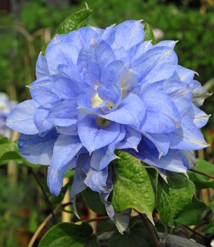 BALDUR Garten 1x Clematis 'Crater Lake®', Pflanze im 2 Liter-Topf | mehrjährig & winterhart, pflegeleicht, klettert & blüht üppig am Spalier, Zaun & Obelisk, himmelblaue Blüten